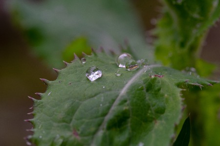 Water drops at a green leaveの写真素材