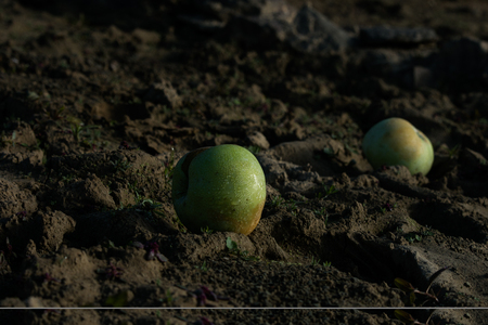 Green apples at the lake Ederseeの写真素材