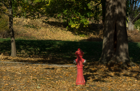 Red hydrant at some treesの写真素材