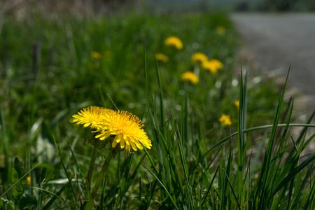 Closeup of dandelion flower Taraxacum in spring at the german Rothaargebirgeの写真素材