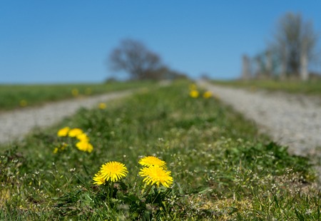 Closeup of dandelion flower with path in the backgroundの写真素材