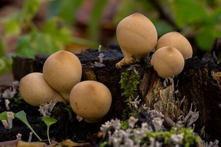 Mushroom on old wooden stumpの写真素材