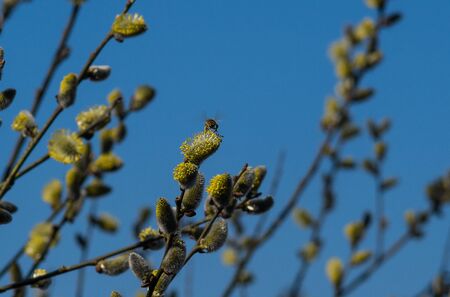 Willow branches with honybee with blue cloudless skyの写真素材