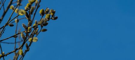Willow branches with honybee with blue cloudless sky