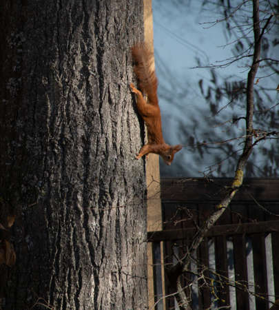 Eurasian red squirrel on tree