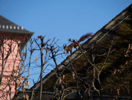 Eurasian red squirrel on roofの写真素材