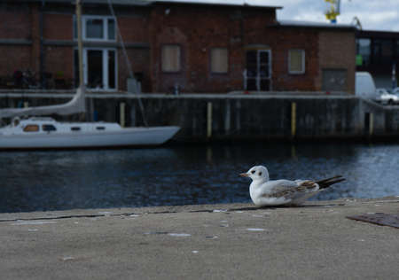 Sea gull in the harbor of the german city called Wismarの写真素材