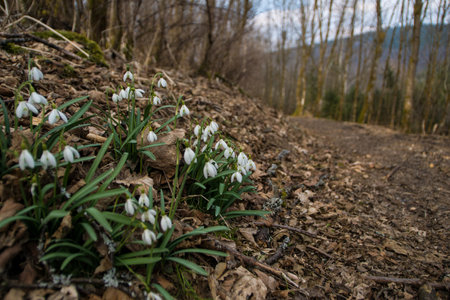 Spring snowdrop flowers near hiking path in the area called Rothaargebirgeの写真素材