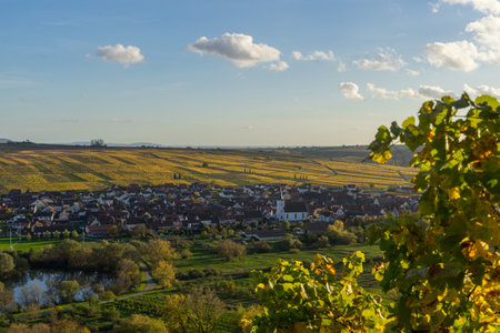 Colorful vineyards in autumn near the village called Escherndorfの写真素材