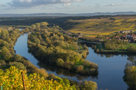 View to the river main with colorful vineyards in autumn near the village called Escherndorf