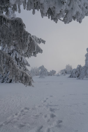 Winter landscape at the mountain called Kahler Asten in the city Winterberg.の写真素材