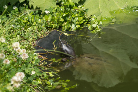 European pond turtle (Emys orbicularis) with