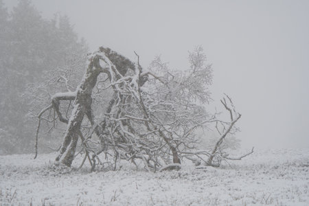 Standalone tree at the german mountainの写真素材