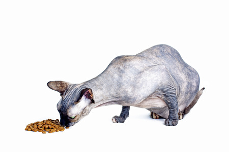 The cat eats dry food isolatedの写真素材