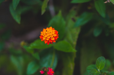 red flowerの写真素材