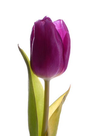 purple tulip on white backgroundの写真素材