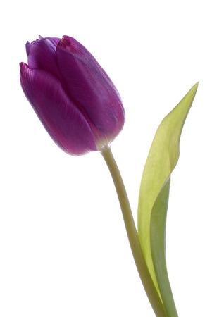 purple tulip on white backgroundの写真素材