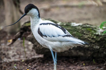 Pied avocet (Recurvirostra Avosetta) in Prague zooの写真素材