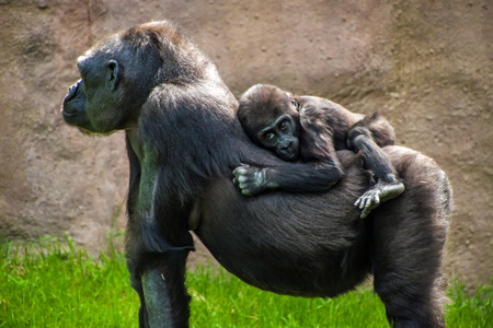 Western lowland gorilla (Gorilla gorilla gorilla) in Prague zooの写真素材