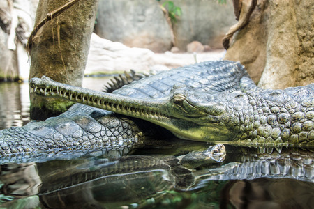 Gharial (Gavialis Gangeticus) in Prague zooの写真素材