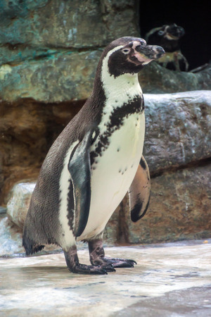 Humboldt penguin or Peruvian penguin (Spheniscus Humboldti) in Prague zooの写真素材