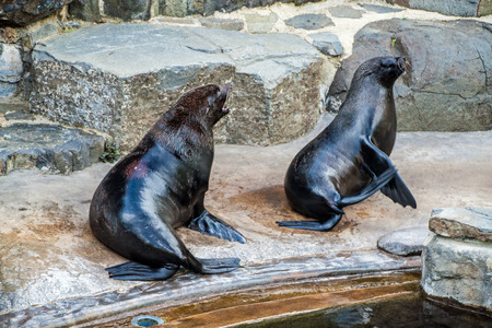 South African Fur Seals (Arctocephalus pusillus) in Prague zooの写真素材