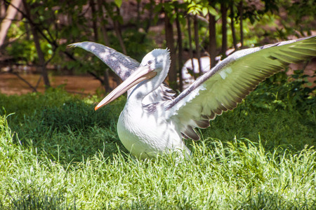 Eastern white pelican (Pelecanus Onocrotalus) in Prague zooの写真素材
