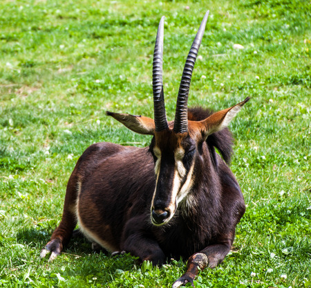 Sable antelope (Hippotragus Niger) in Prague zooの写真素材