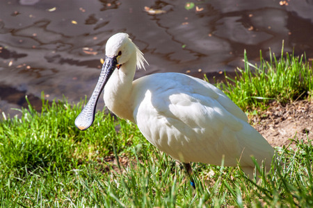 The Eurasian Spoonbill (Platalea Leucorodia) in Prague zooの写真素材