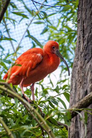 Scarlet ibis (Eudocimus Ruber)  in Prague zooの写真素材