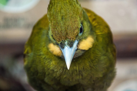 Greater yellownape (Picus Flavinucha) in Prague zooの写真素材