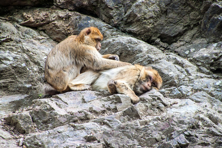Barbary macaques (Macaca Sylvanus) in Prague zooの写真素材
