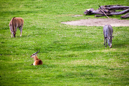 Sable antelope (Hippotragus Niger) and Grevy's zebra (Equus Grevy) in Prague zooの写真素材