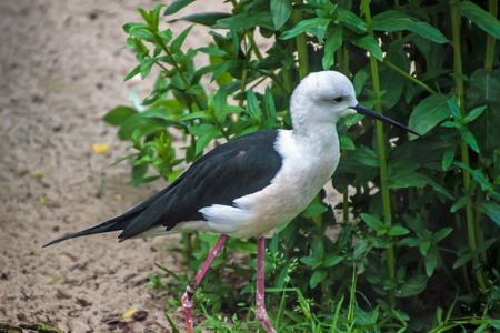 The black-winged stilt, common stilt, or pied stilt (Himantopus Himatopus) in Prague zooの写真素材
