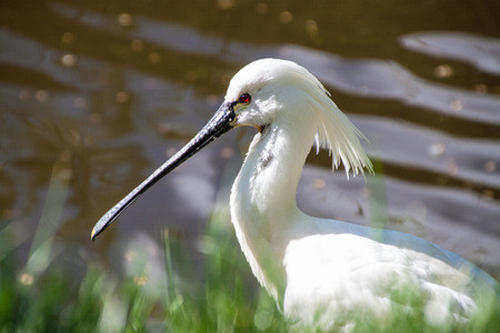 The Eurasian Spoonbill (Platalea Leucorodia) in Prague zooの写真素材