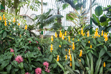 Plants inside a historic greenhouse at chateau Lednice in southern Moravia, Czech Republicの写真素材