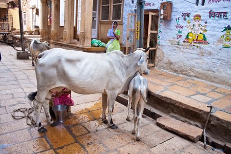 JAISALMER - SEPTEMBER 10. Unidentified woman milks a cow on a street on September 10, 2011 in Jaisalmer, India. Cows as considered as holy in India and  no sacrifice can be performed without cow's milk,のeditorial素材