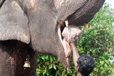 MUDUMALAI, INDIA - AUGUST 27: Feeding of a working elephant, August 27, 2011 at Mudumalai National Park, India. Wildlife Sanctuary is home to herds of endangered Indian elephants, Gaur, and Chital.のeditorial素材