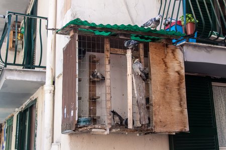Dovecot at the street of Naples, Italyのeditorial素材