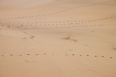 Footprints in a sand at Thar desert in Rajasthan, Indiaのeditorial素材