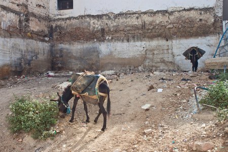 Donkeys in Moulay Indriss, Moroccoの写真素材
