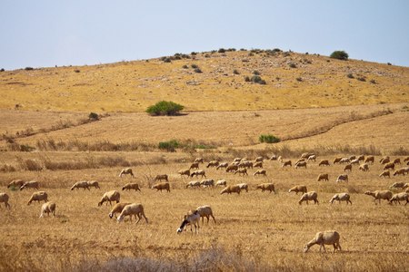 Herd of sheeps in Moroccoの写真素材