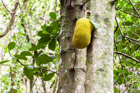 Jackfruit on a tree