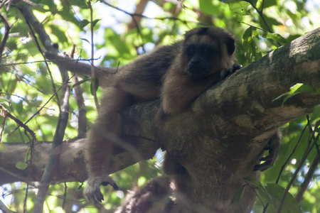 Howler monkey or Caraya (Alouatta caraya)  in Esteros del Ibera, Argentinaのeditorial素材