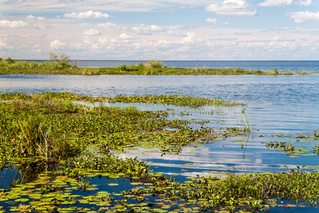 Wetlands in Nature Reserve Esteros del Ibera, Argentinaのeditorial素材
