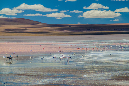 Flamingos in Laguna Colorada lake in Boliviaの写真素材