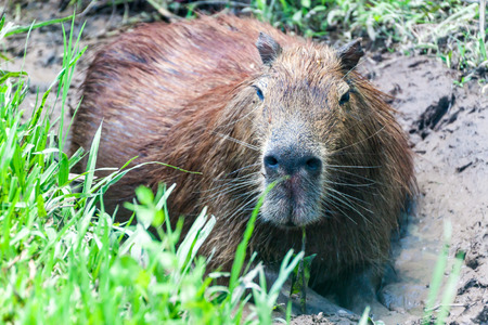 Capybara (Hydrochoerus hydrochaeris)  in Esteros del Ibera, Argentinaの写真素材