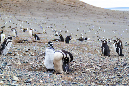 Colony of Magellanic Penguins (Spheniscus magellanicus) on Isla Magdalena in the Strait of Magellan, Chile.の写真素材