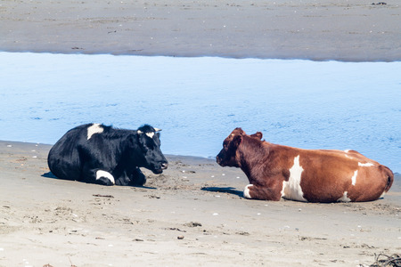 Cows on a beach in Chiloe National Park, Chileの写真素材