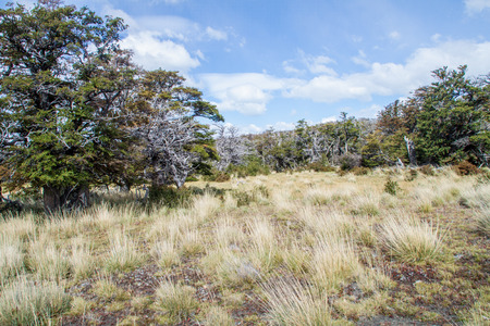 Forest in National Park Los Glaciares, Patagonia, Argentinaの写真素材